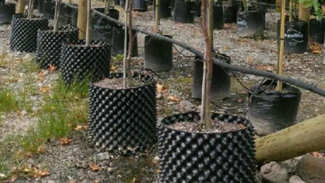 Machine de fabrication de pots de fleurs de pruneaux à racines en plastique